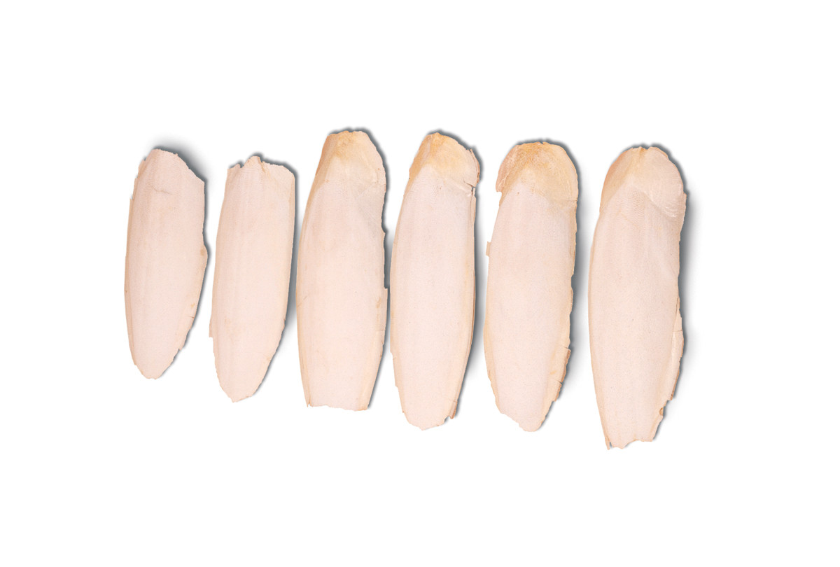 Cuttlefish Bone, Box of 6, Item No. 22.930